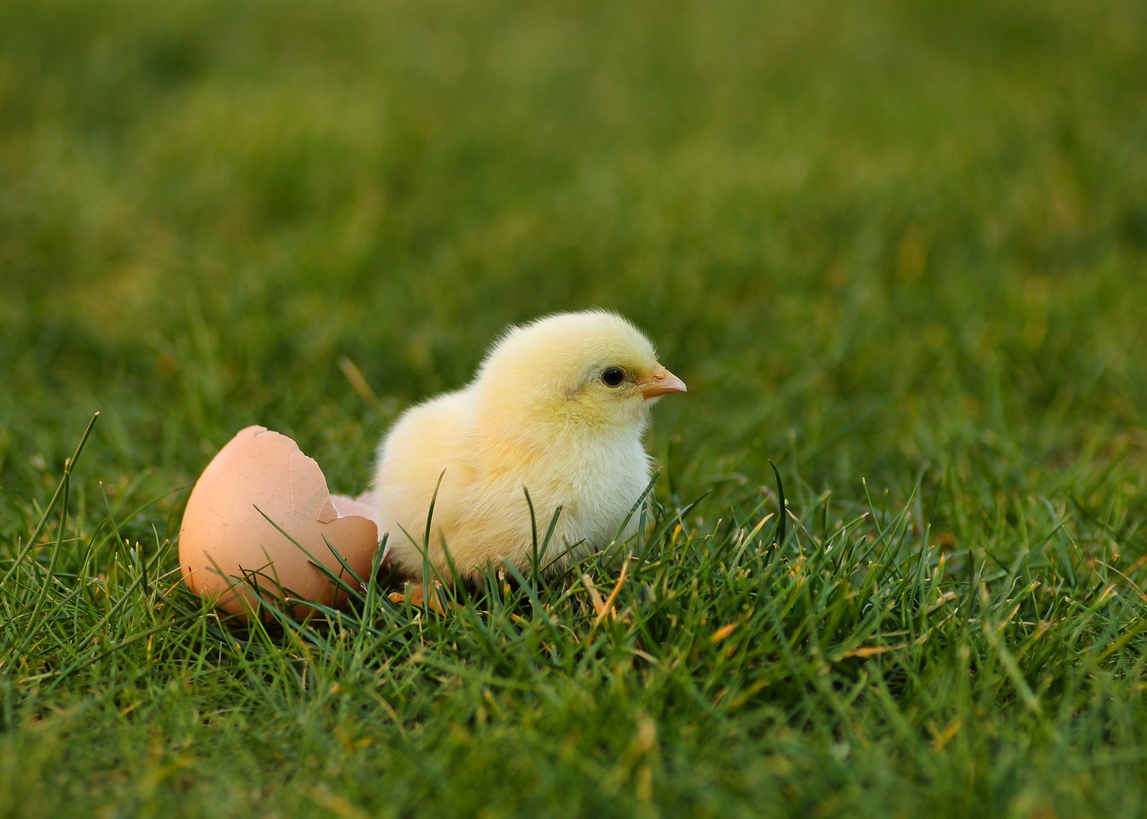 chick, easter chick, easter-5014148.jpg